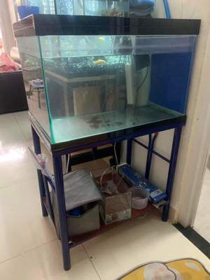 Thanh lý hồ cá kèm bộ lọc+ máy bơm 